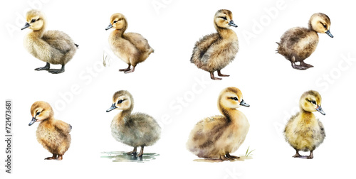 Cute little fluffy ducklings are walking on the grass