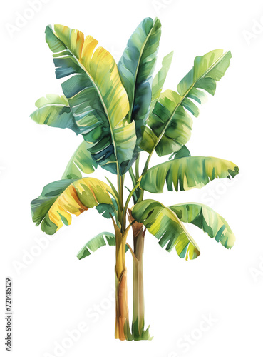 Banana trees, watercolor isolated on white or transparent background 