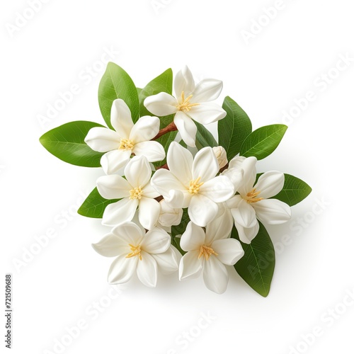 Photo of jasmine flower isolated on white background