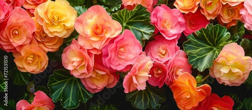 Breathtaking Begonias Transform Any Garden into a Blooming Begonias Haven