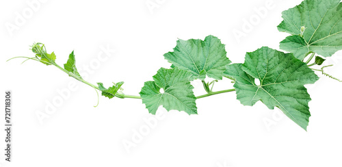 green leaves isolated on white, a vine with leaves on a transparent background, Green gourd and leaves, a pumpkin leaves