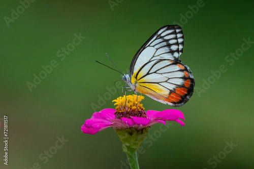 Painted jezebel butterfly Delias hyparete feeding on pink zinnia flower nectar in flower garden, natural bokeh background