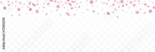 Falling flowers and petals of pink Sakura.