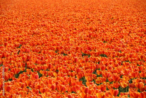 Viele Tulpen in Orange auf einfarbigem Tulpenfeld