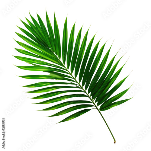tropical green palm leaf on transparent background