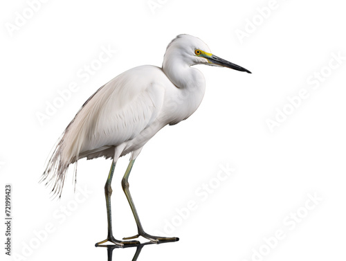 a white bird with black legs