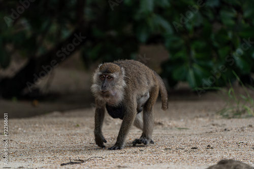 Makakenaffe in der Wildnis Borneos – Einblick in die Tierwelt