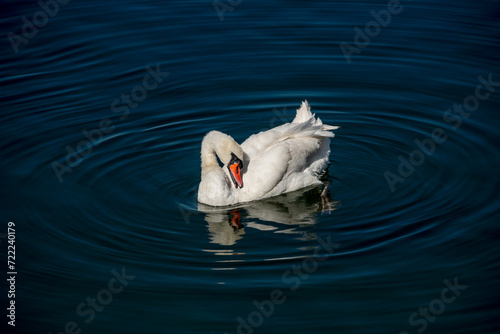 Ein Weißer Schwan auf einem blauen See schwimmend und sich putzend