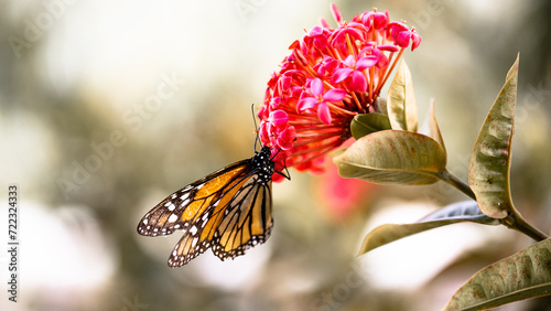 preciosa mariposa monarca alimentándose sobre una flor de color rosa ante la llegada de la primavera. 