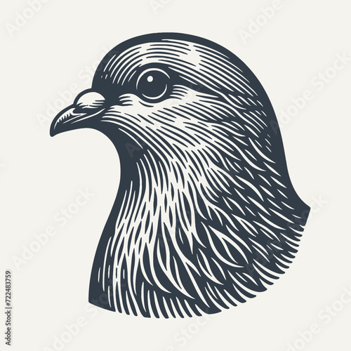 Pigeon Head. Vintage woodcut engraving style vector illustration.