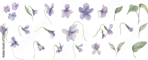 Watercolor floral set with violets. Hand drawn illustration isolated on transparent background. Vector EPS.