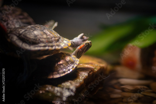 Red-eared Slider turtle (Trachemys scripta elegans) hatchling