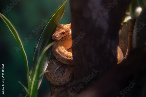 Amazon Tree Boa snake (Corallus hortulanus)