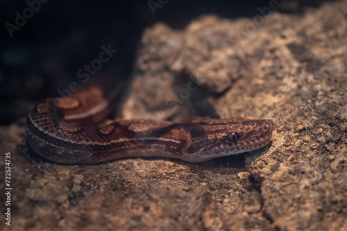 Brazilian Rainbow Boa snake (Epicrates assisi)