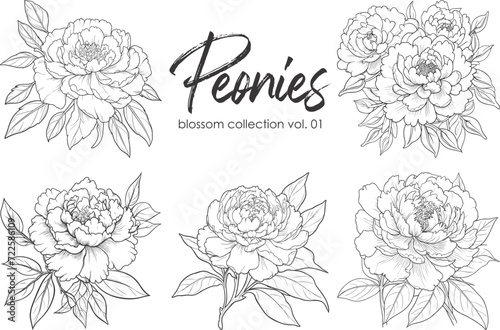 Peonies line art vector illustration set isolated on white. Flower black ink sketch. Modern minimalist hand drawn design.