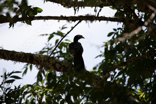 La chachalaca ventricastaña2​ (Ortalis wagleri) es una especie de ave galliforme de la familia Cracidae.