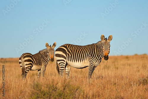 A Cape mountain zebra (Equus zebra) mare with foal, Mountain Zebra National Park, South Africa.