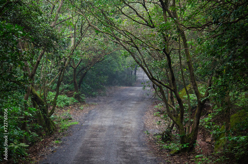 Dense forest with a road. Journey in the nature. Tree tunnel. Background. Backdrop.