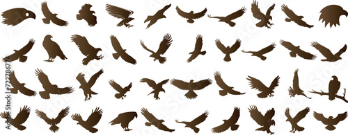 Eagle silhouettes, flying, wildlife, skyward, wingspan, predator, soar