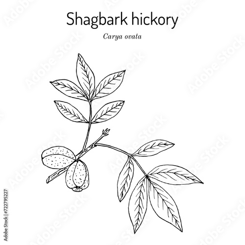 Shagbark hickory (Carya ovata), edible and medicinal plant