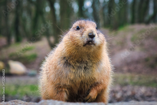 Präriehund - Erdhörnchen - Nagetier - Pelz - Pelzig - Tier - Animal - Cute Prairie Dog - Family - Groundhog - Genus Cynomys - Close Up - Meadow - High quality photo 