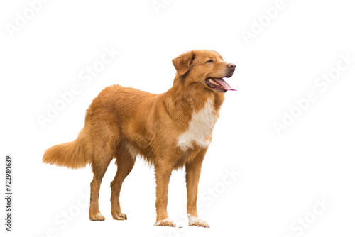 golden retriever dog isolated on white