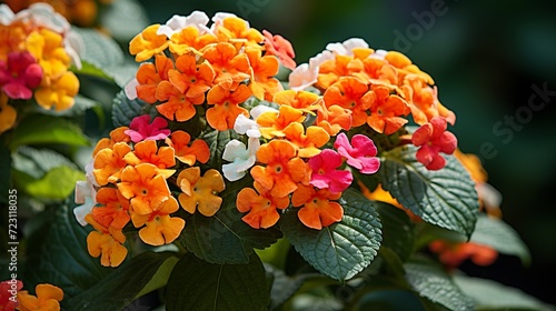 Lantana Camara, lantana, Spanish flag, Shrub Verbena, bandera española,cinco negritos, Red Sage,