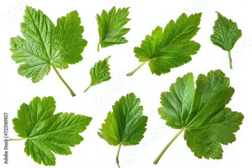 Photograph of isolated black currant leaves with white background and clipping path