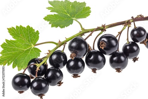 Isolated white blackcurrant branch