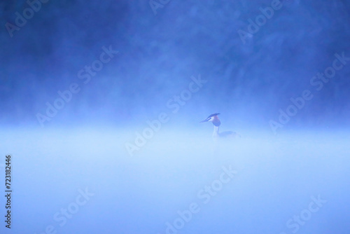 Great crested grebe glides across calm waters under a soft gradient of early foggy morning light at dawn blue background