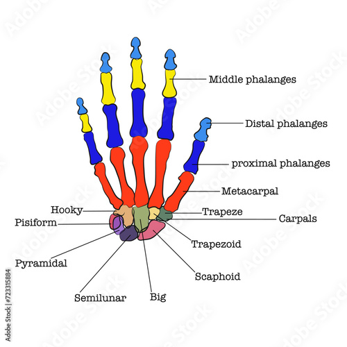 Human hand parts, Hand bones separated by colors.