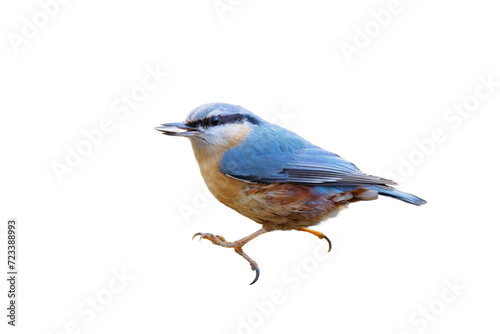 nuthatch with seed in beak isolated on white background
