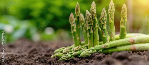 Organically grown asparagus in the garden.