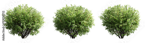 Cornus Alba Elegantissima isolate transparent background.3d rendering PNG