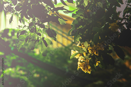 ,Cassia fistula flower or golden shower flower. Beautiful blossom Cassia fistula flower against rooftop background