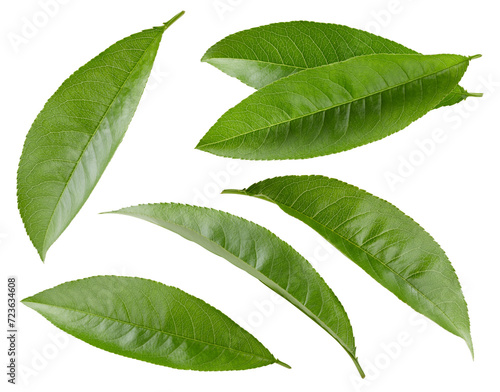 Peach leaf isolated clipping path