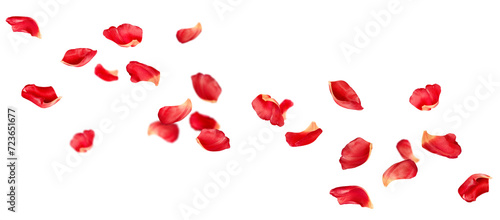 many petals soaring on isolated white background