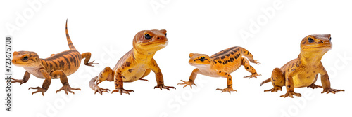 Set of A newt on a Transparent Background