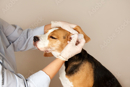 The veterinarian instills drops into the ears of the beagle dog. Pet care, examination and treatment in a veterinary clinic. 