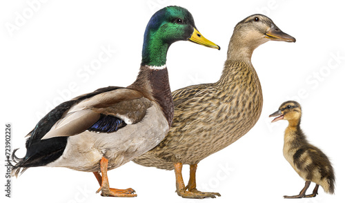 Male, female and their duckling Mallard duck, Anas platyrhynchos, isolated on white.