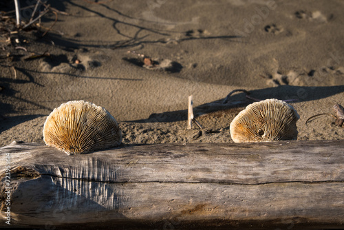 Dettaglio di due funghi lignicoli secchi su un tronco di albero portato sulla spiaggia dalla mareggiata