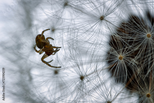Eine winzige Spinne klettert auf einer Pusteblume im gegenlicht. Makro nahaufnahme eines Insekt