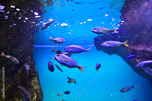 Saint Malo; France - july 30 2023 : fish tank