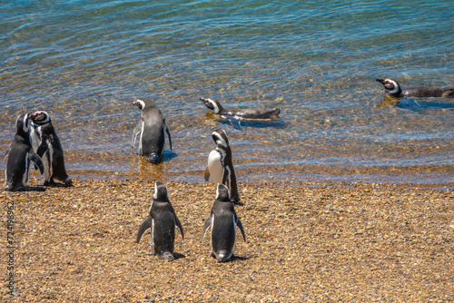 Fascinating Magellan penguin colonies breeding on the stunning coast of the Valdés Peninsula Nature Reserve, Patagonia, Argentina
