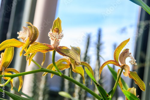 Cymbidium tracyanum, or Tracy's cymbidium orchid plant