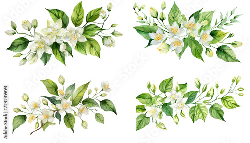 watercolor jasmine flowers clipart