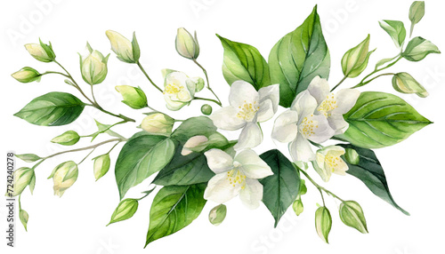 watercolor jasmine flowers clipart