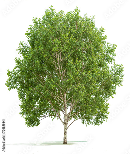 Poplar Tree PNG transparent file 