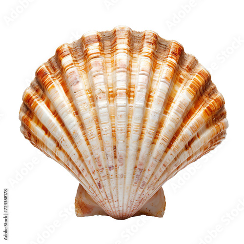 Scallop shell, isolated PNG object
