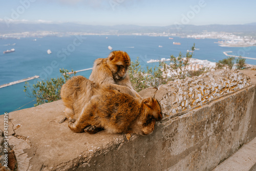 Gibraltar, Britain - January 24, 2024 - two Barbary macaques grooming on a wall with a backdrop of the Gibraltar harbor and sea.